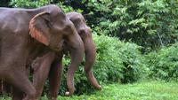 SFS-Cambodia: Elephants of Southeast Asia 