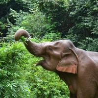 SFS-Cambodia: Elephants of Southeast Asia 