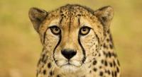 SFS-Tanzania: Carnivores of the African Plains