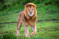 SFS-Kenya: Wildlife Management