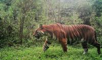 SFS-Bhutan: Big Cats of the Himalayas