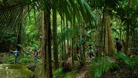 SFS-Australia: Rainforests of Australia