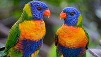 SFS-Australia: Rainforests of Australia