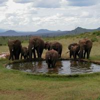SFS-Kenya: Elephants of the African Savanna