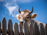 SFS-Italy: Sustaining Traditions: Food, Farming, and Climate