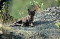 SFS-Italy: Pastures and Predators, Rewilding Central Italy