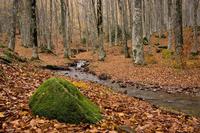 SFS-Italy: Pastures and Predators, Rewilding Central Italy