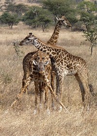 SFS-Tanzania: Wildlife Management