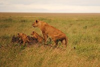 SFS-Tanzania: Wildlife Management