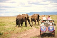 SFS-Tanzania: Wildlife Management